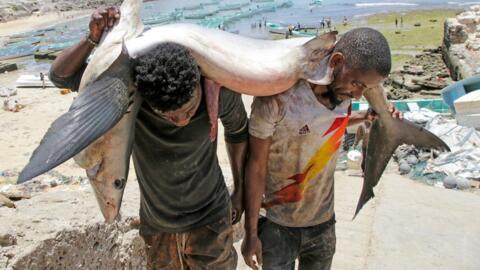 Deux pêcheurs somaliens portent un thon au marché de Mogadiscio, le 2 avril 2025.