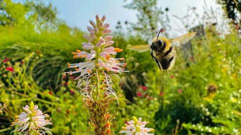 bumblebee at a plant