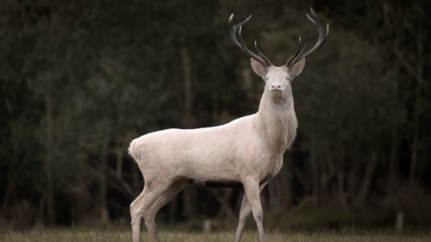 A white deer is seen standing proudly in an area of grass, its head held proudly aloft, antlers on its head 