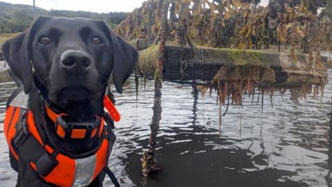 A medium sized black dog in an orange high viz jacket is standing in shallow water on the coast and is staring into the camera. Hanging next to her is a  platform dripping with an orange and green gooey slime.