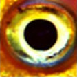 Rank 2 of 50,000 · activation 4.273 Dark circles, natural image crop, rank 2