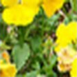 Rank 3 of 50,000 · activation 4.008 Yellow, natural image crop, rank 3