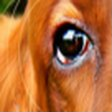 Rank 1 of 50,000 · activation 4.457 Eyes & faces, natural image crop, rank 1