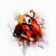 Archived positive feature visualization for neuron 127