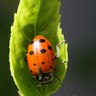 Rank 17: leaf beetle