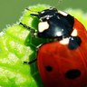 Rank 7: ladybug