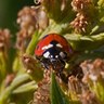 Rank 8: ladybug