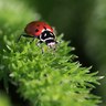 Rank 6: ladybug