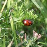 Rank 20: ladybug