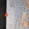 Rank 18: ladybug