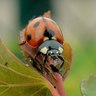 Rank 16: ladybug