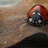 Rank 3: ladybug