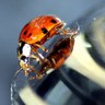 Rank 12: ladybug
