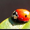 Rank 5: leaf beetle
