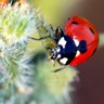 Rank 19: ladybug