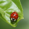 Rank 14: leaf beetle