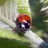 Rank 10: ladybug