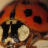 Rank 1: ladybug