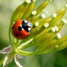 Rank 13: ladybug