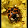 Rank 11: ladybug