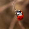 Rank 2: ladybug