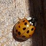 Rank 15: ladybug