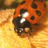 Rank 4: ladybug