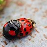 Rank 9: ladybug