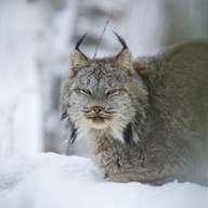 lynx; negative rank 2; activation −105