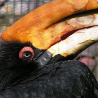 hornbill; negative rank 1; activation −188