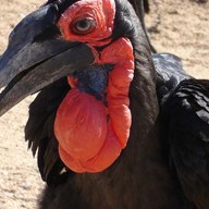 hornbill; negative rank 2; activation −168
