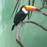 toucan; positive rank 2; activation +24.38