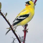 goldfinch, labeled goldfinch