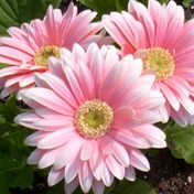daisy