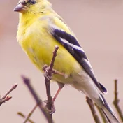 goldfinch