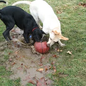 Labrador