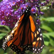 monarch butterfly