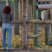 zebra, mostly hidden behind a fence and a person