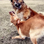 two Labradors, labeled strawberry