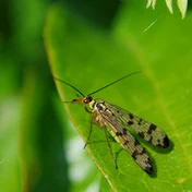 lacewing on a green leaf