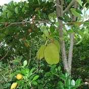 jackfruit tree