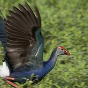 gallinule on grass