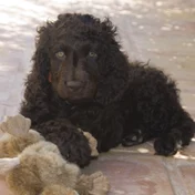 black curly dog