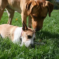 The one training photo: a Labrador and a small dog on a green lawn