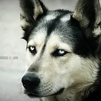 Eskimo dog · rank 2 of 50,000 · activation 3.89 Eskimo dog