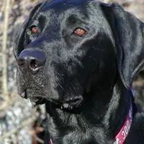 Labrador retriever · rank 3 of 50,000 · activation 3.88 Labrador retriever