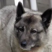 Norwegian elkhound · rank 1 of 50,000 · activation 2.78 Norwegian elkhound