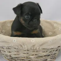 Brabancon griffon · rank 3 of 50,000 · activation 2.67 Brabancon griffon