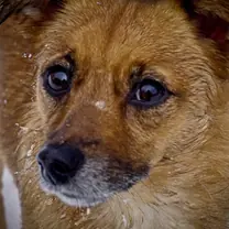 Australian terrier · rank 6 of 50,000 · activation 2.51 Australian terrier