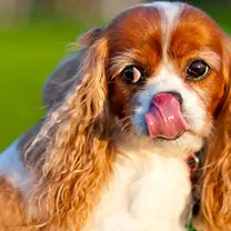 Blenheim spaniel · rank 8 of 50,000 · activation 2.44 Blenheim spaniel